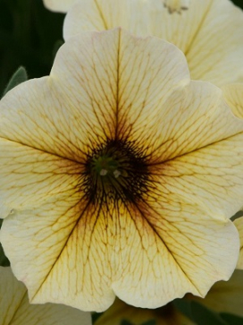 PETCHOA French Vanilla